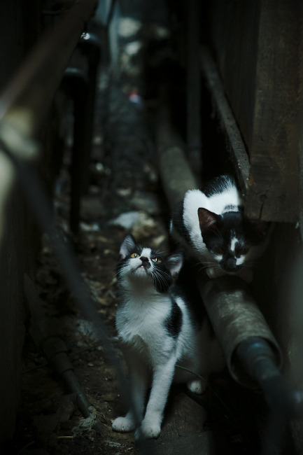 德甲多队采用高线逼抢战略，追求控球领先，德甲高胜率初盘组合