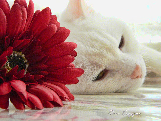 女足教练员培训班开班,提升执教能力,女足教练团队